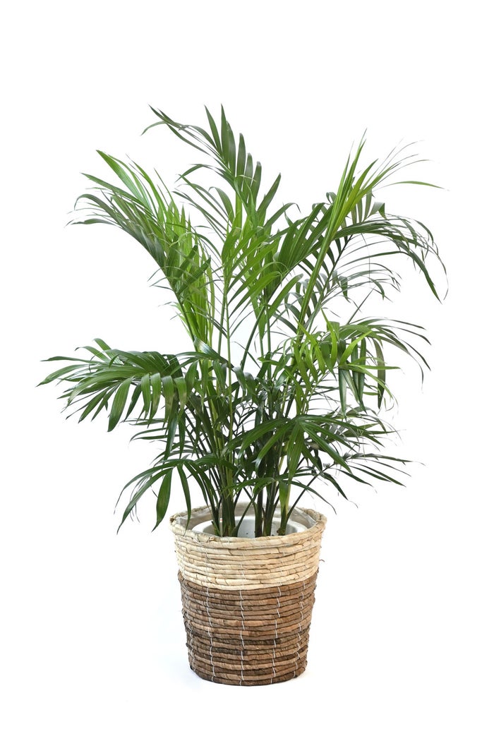 観葉植物 通販 メキシコ ケンチャヤシ 7号鉢 ツートーン鉢カバー付 観葉植物 本物
