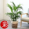 観葉植物 通販 メキシコ ケンチャヤシ 7号鉢 ツートーン鉢カバー付 観葉植物 本物