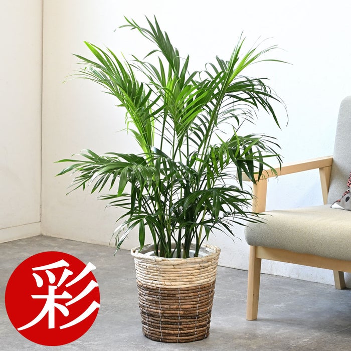 観葉植物 通販 メキシコ ケンチャヤシ 7号鉢 ツートーン鉢カバー付 観葉植物 本物