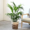 観葉植物 通販 メキシコ ケンチャヤシ 7号鉢 ツートーン鉢カバー付 観葉植物 本物