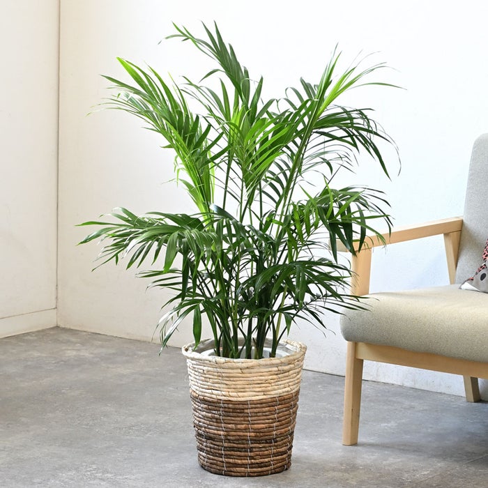 観葉植物 通販 メキシコ ケンチャヤシ 7号鉢 ツートーン鉢カバー付 観葉植物 本物