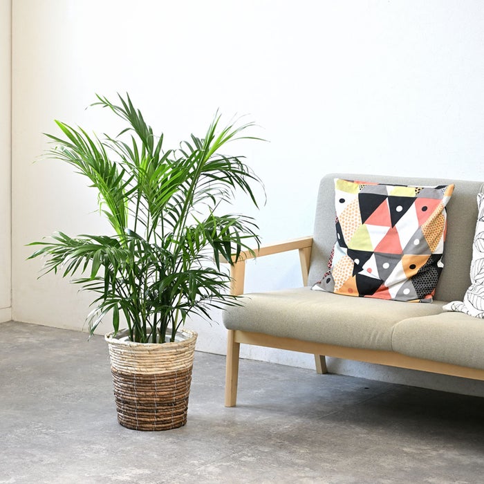 観葉植物 通販 メキシコ ケンチャヤシ 7号鉢 ツートーン鉢カバー付 観葉植物 本物