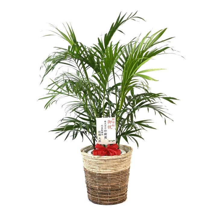 観葉植物 通販 メキシコ ケンチャヤシ 7号鉢 ツートーン鉢カバー付 観葉植物 本物