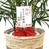 観葉植物 通販 メキシコ ケンチャヤシ 7号鉢 ツートーン鉢カバー付 観葉植物 本物