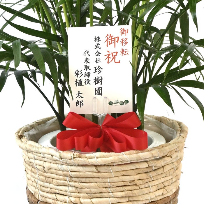 観葉植物 通販 メキシコ ケンチャヤシ 7号鉢 ツートーン鉢カバー付 観葉植物 本物