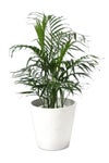 観葉植物 通販 メキシコ ケンチャヤシ 7号鉢 ガルボ鉢カバー付 観葉植物 本物
