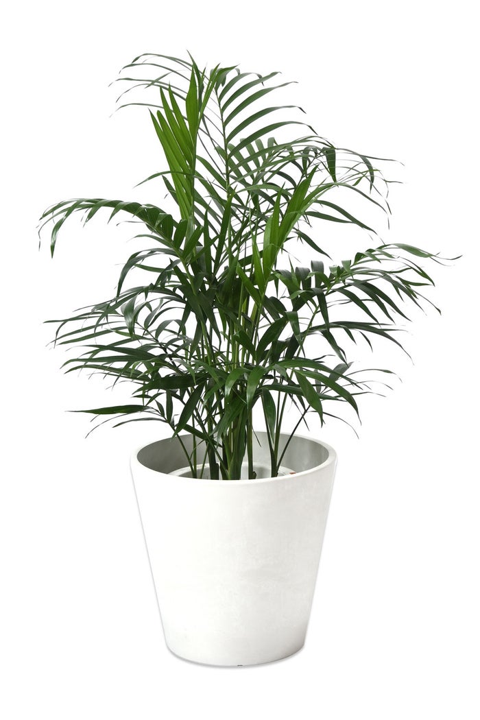 観葉植物 通販 メキシコ ケンチャヤシ 7号鉢 ガルボ鉢カバー付 観葉植物 本物