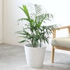 観葉植物 通販 メキシコ ケンチャヤシ 7号鉢 ガルボ鉢カバー付 観葉植物 本物