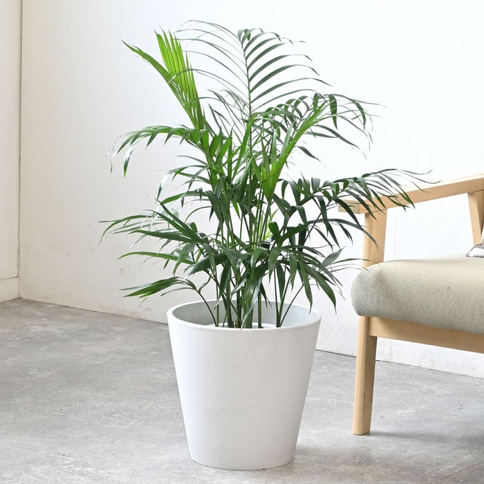 観葉植物 通販 メキシコ ケンチャヤシ 7号鉢 ガルボ鉢カバー付 観葉植物 本物
