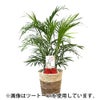 観葉植物 通販 メキシコ ケンチャヤシ 7号鉢 ガルボ鉢カバー付 観葉植物 本物