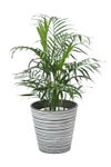 観葉植物 通販 メキシコ ケンチャヤシ 7号鉢 エコフレンドリーポット鉢カバー付 観葉植物 本物