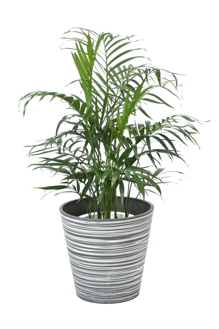 観葉植物 通販 メキシコ ケンチャヤシ 7号鉢 エコフレンドリーポット鉢カバー付 観葉植物 本物