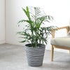 観葉植物 通販 メキシコ ケンチャヤシ 7号鉢 エコフレンドリーポット鉢カバー付 観葉植物 本物