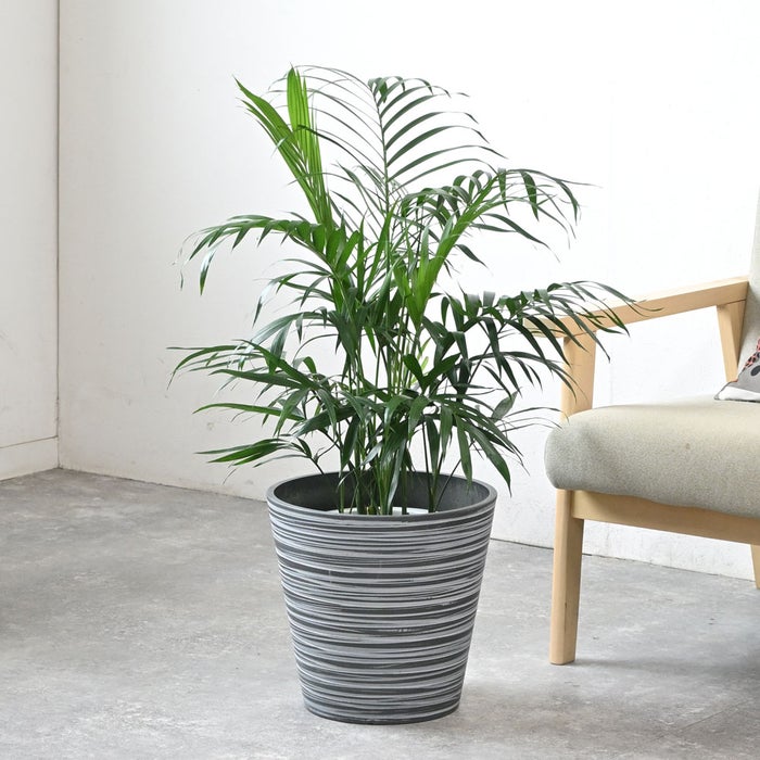 観葉植物 通販 メキシコ ケンチャヤシ 7号鉢 エコフレンドリーポット鉢カバー付 観葉植物 本物