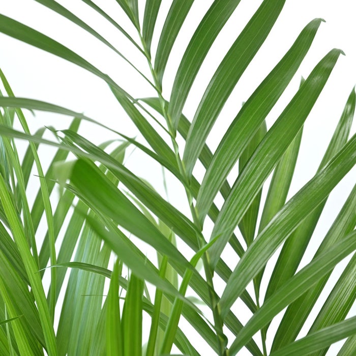 観葉植物 通販 メキシコ ケンチャヤシ 7号鉢 エコフレンドリーポット鉢カバー付 観葉植物 本物