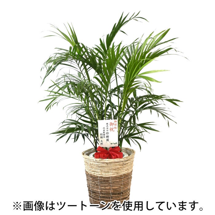 観葉植物 通販 メキシコ ケンチャヤシ 7号鉢 エコフレンドリーポット鉢カバー付 観葉植物 本物
