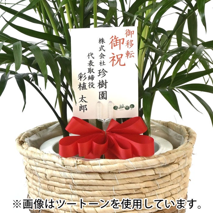 観葉植物 通販 メキシコ ケンチャヤシ 7号鉢 エコフレンドリーポット鉢カバー付 観葉植物 本物