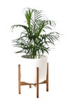 観葉植物 通販 メキシコ ケンチャヤシ 7号鉢 ルーケト鉢カバー付 観葉植物 本物