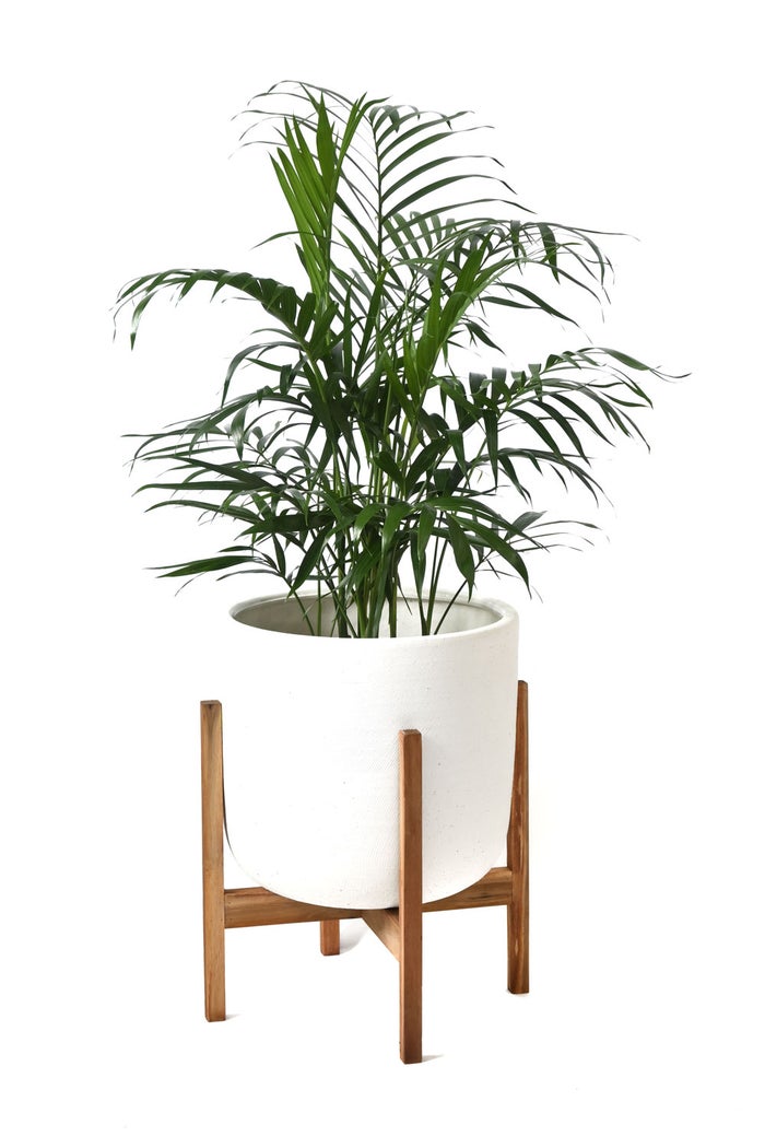 観葉植物 通販 メキシコ ケンチャヤシ 7号鉢 ルーケト鉢カバー付 観葉植物 本物