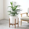 観葉植物 通販 メキシコ ケンチャヤシ 7号鉢 ルーケト鉢カバー付 観葉植物 本物