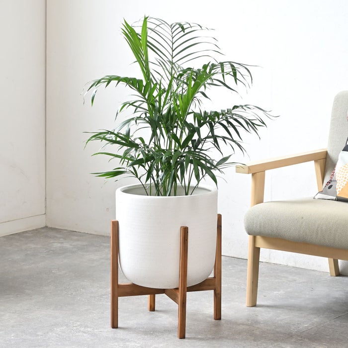 観葉植物 通販 メキシコ ケンチャヤシ 7号鉢 ルーケト鉢カバー付 観葉植物 本物