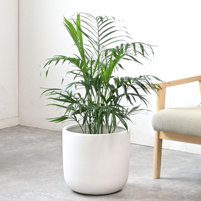 観葉植物 通販 メキシコ ケンチャヤシ 7号鉢 ルーケト鉢カバー付 観葉植物 本物