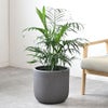 観葉植物 通販 メキシコ ケンチャヤシ 7号鉢 ルーケト鉢カバー付 観葉植物 本物