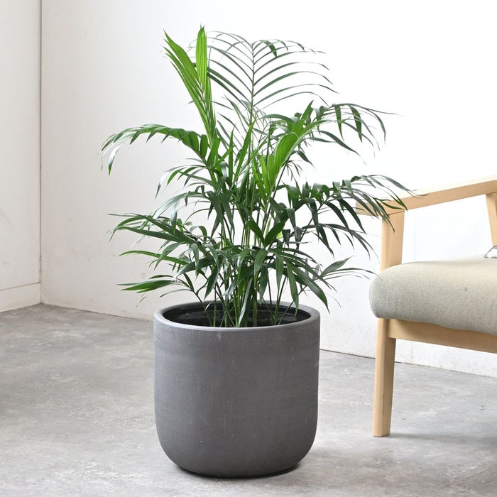観葉植物 通販 メキシコ ケンチャヤシ 7号鉢 ルーケト鉢カバー付 観葉植物 本物