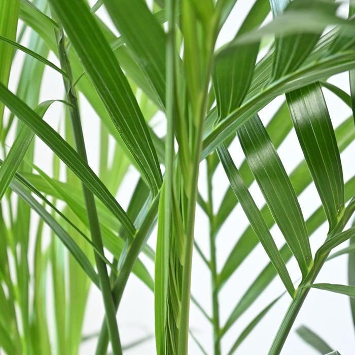 観葉植物 通販 メキシコ ケンチャヤシ 7号鉢 ルーケト鉢カバー付 観葉植物 本物