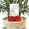 観葉植物 通販 メキシコ ケンチャヤシ 7号鉢 ルーケト鉢カバー付 観葉植物 本物
