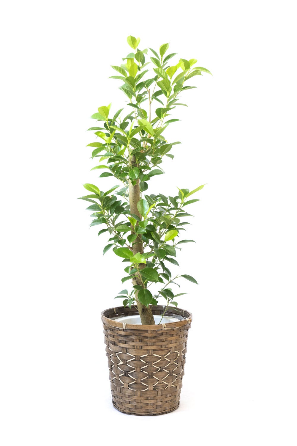観葉植物 通販 ガジュマル 7号鉢 キャラメルブラウン鉢カバー付 観葉植物 本物