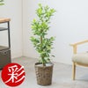 観葉植物 通販 ガジュマル 7号鉢 キャラメルブラウン鉢カバー付 観葉植物 本物