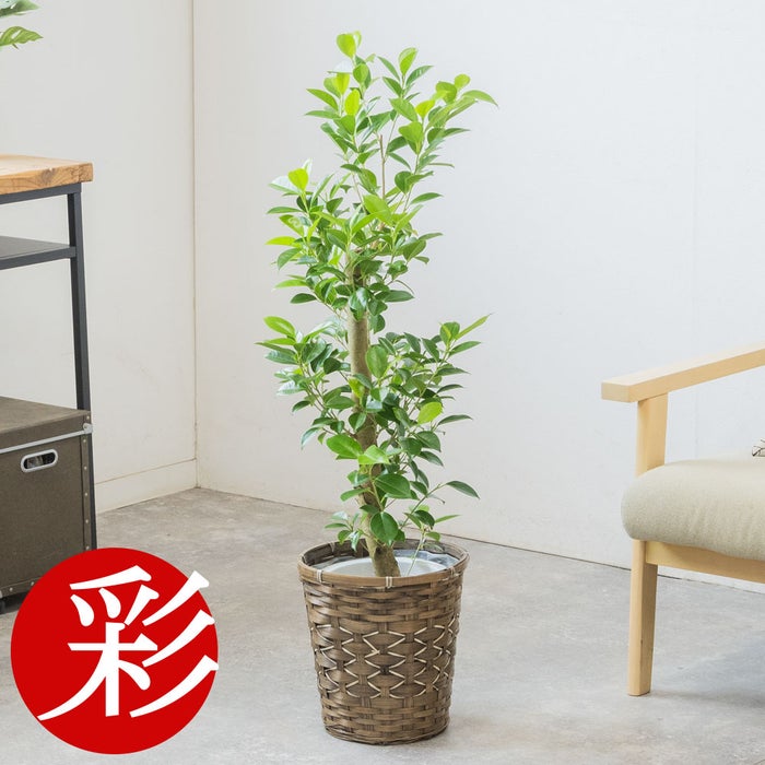 観葉植物 通販 ガジュマル 7号鉢 キャラメルブラウン鉢カバー付 観葉植物 本物