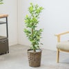 観葉植物 通販 ガジュマル 7号鉢 キャラメルブラウン鉢カバー付 観葉植物 本物