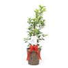 観葉植物 通販 ガジュマル 7号鉢 キャラメルブラウン鉢カバー付 観葉植物 本物