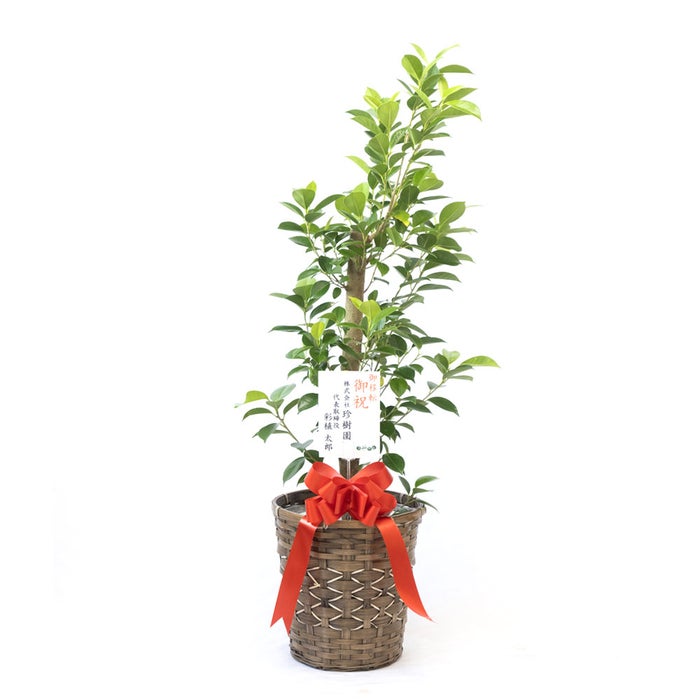 観葉植物 通販 ガジュマル 7号鉢 キャラメルブラウン鉢カバー付 観葉植物 本物
