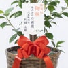 観葉植物 通販 ガジュマル 7号鉢 キャラメルブラウン鉢カバー付 観葉植物 本物