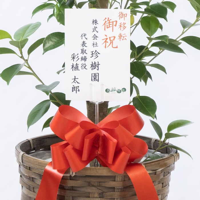 観葉植物 通販 ガジュマル 7号鉢 キャラメルブラウン鉢カバー付 観葉植物 本物