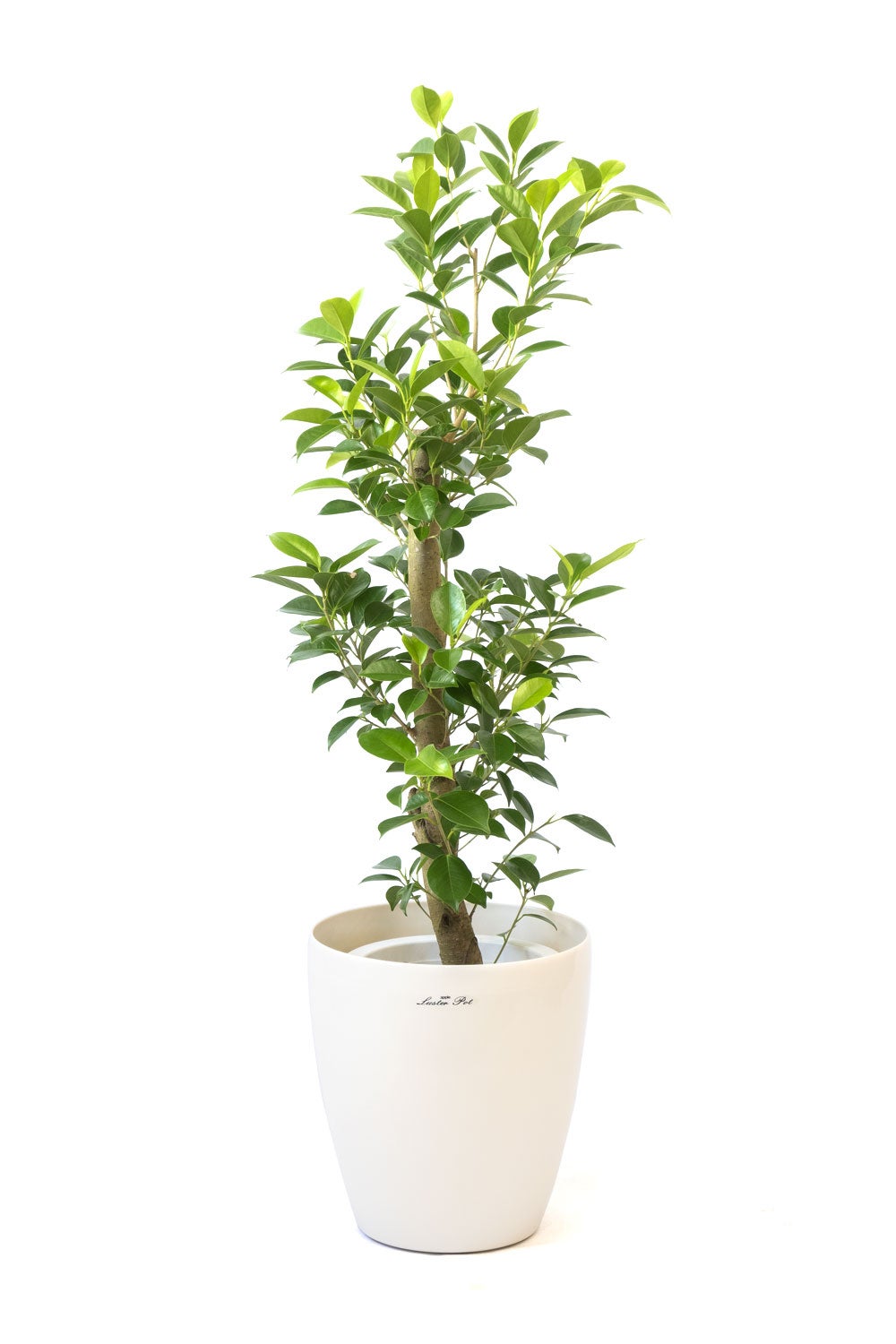 観葉植物 通販 ガジュマル 7号鉢 ラスター白鉢カバー付 観葉植物 本物