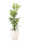 観葉植物 通販 ガジュマル 7号鉢 ラスター白鉢カバー付 観葉植物 本物