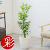 観葉植物 通販 ガジュマル 7号鉢 ラスター白鉢カバー付 観葉植物 本物