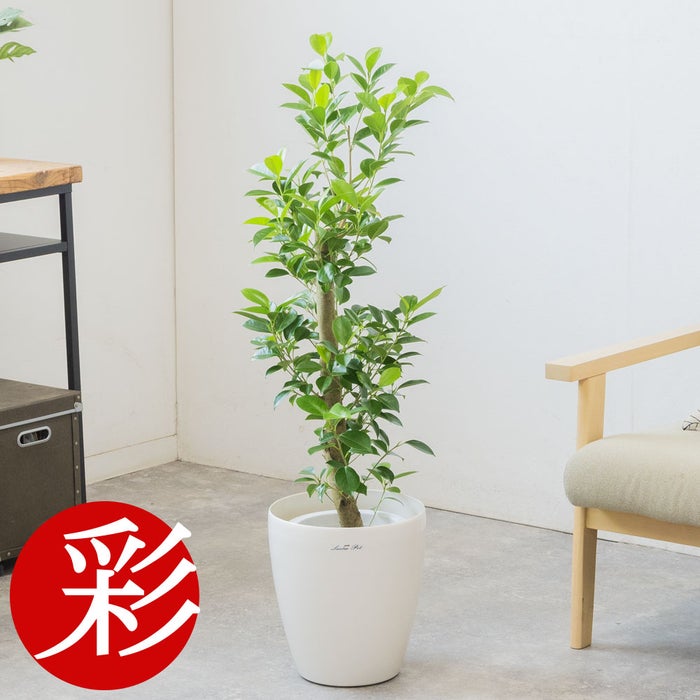 観葉植物 通販 ガジュマル 7号鉢 ラスター白鉢カバー付 観葉植物 本物