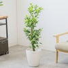 観葉植物 通販 ガジュマル 7号鉢 ラスター白鉢カバー付 観葉植物 本物