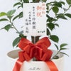 観葉植物 通販 ガジュマル 7号鉢 ラスター白鉢カバー付 観葉植物 本物