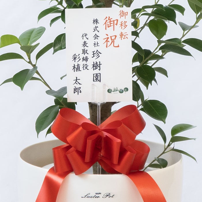 観葉植物 通販 ガジュマル 7号鉢 ラスター白鉢カバー付 観葉植物 本物