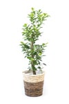 観葉植物 通販 ガジュマル 7号鉢 ツートーン鉢カバー付 観葉植物 本物