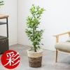 観葉植物 通販 ガジュマル 7号鉢 ツートーン鉢カバー付 観葉植物 本物