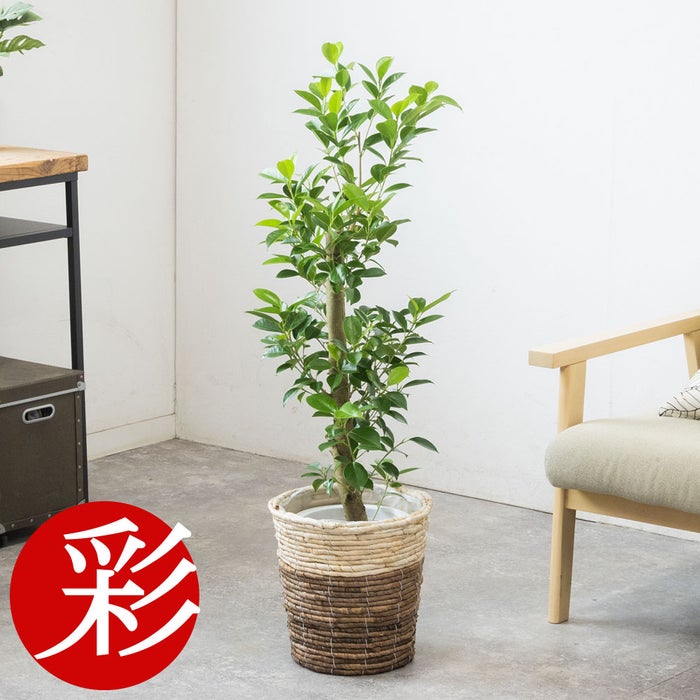 観葉植物 通販 ガジュマル 7号鉢 ツートーン鉢カバー付 観葉植物 本物