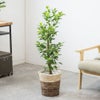 観葉植物 通販 ガジュマル 7号鉢 ツートーン鉢カバー付 観葉植物 本物