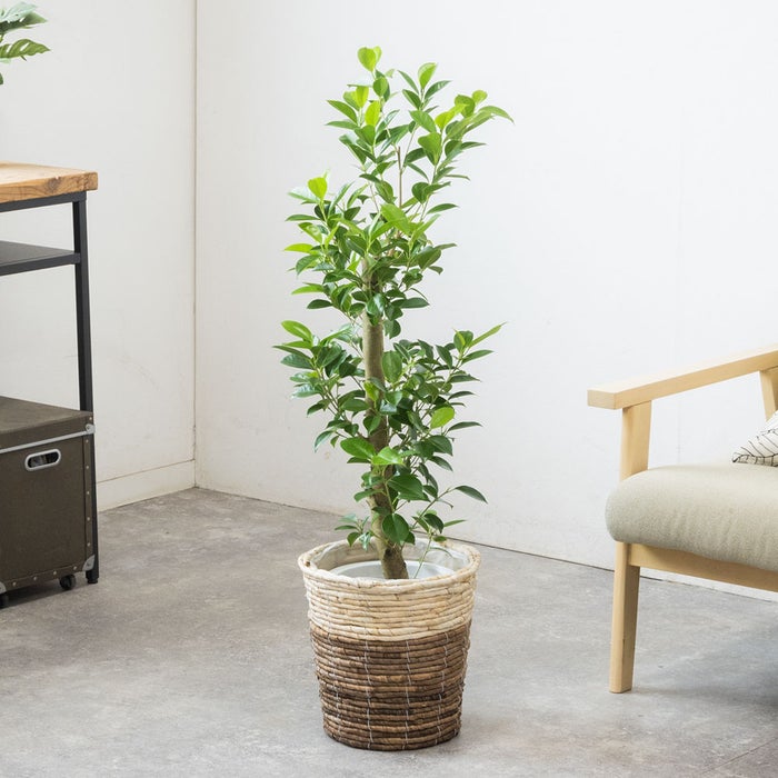 観葉植物 通販 ガジュマル 7号鉢 ツートーン鉢カバー付 観葉植物 本物